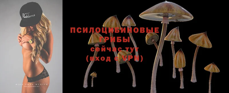 Галлюциногенные грибы Psilocybe  Кизляр 